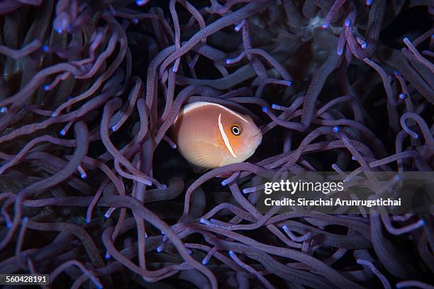 pink anemonefish in leathery anemone - amphiprion akallopisos stock pictures, royalty-free photos & images