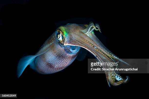 bigfin reef squid (sepioteuthis lessoniana) - kalamar stock-fotos und bilder