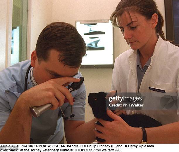 Dr Philip Lindsay and Dr Cathy Opie look rover "Jack" at the Torbay Veterinary Clinic.