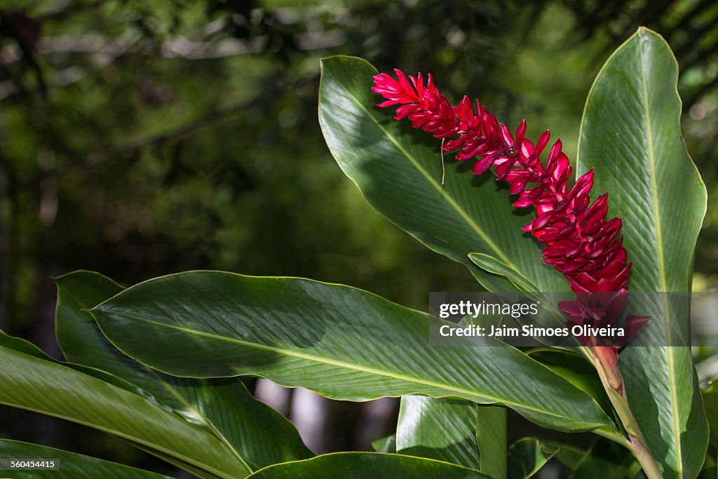 Bromeliad plant with flower