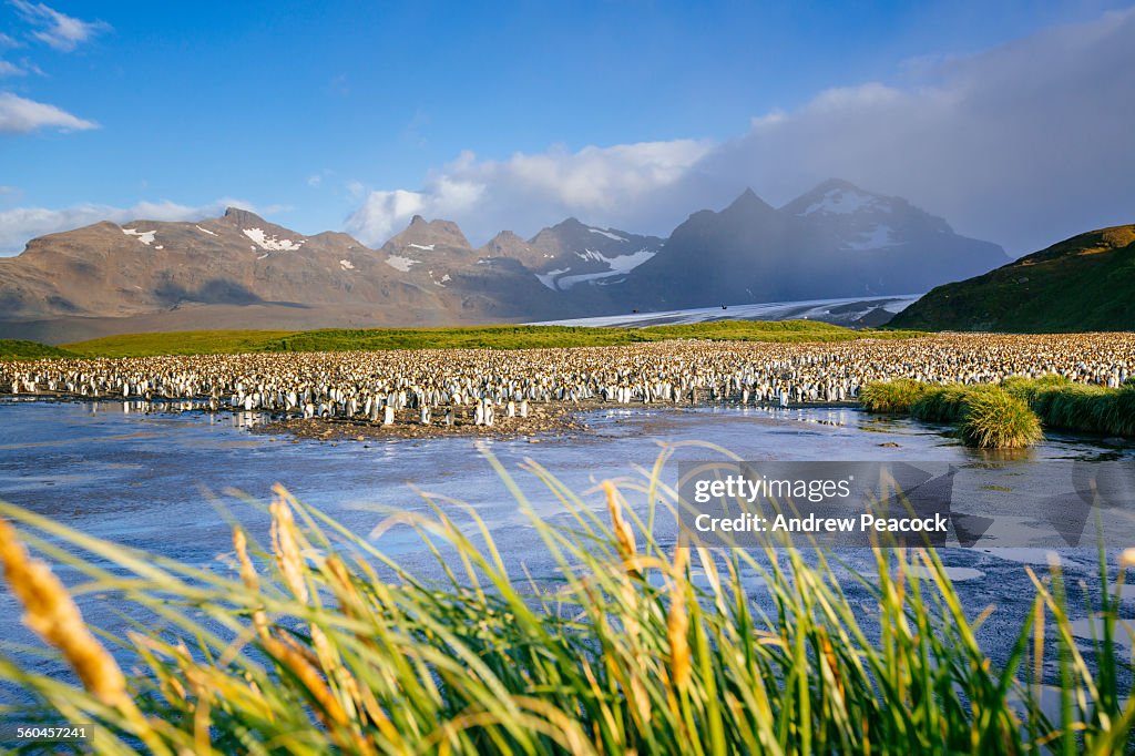 King Penguin rookery, Salisbury Plain