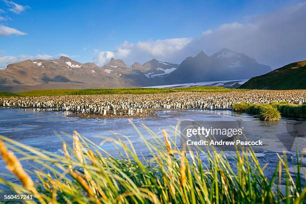 king penguin rookery, salisbury plain - salisbury plain stock pictures, royalty-free photos & images