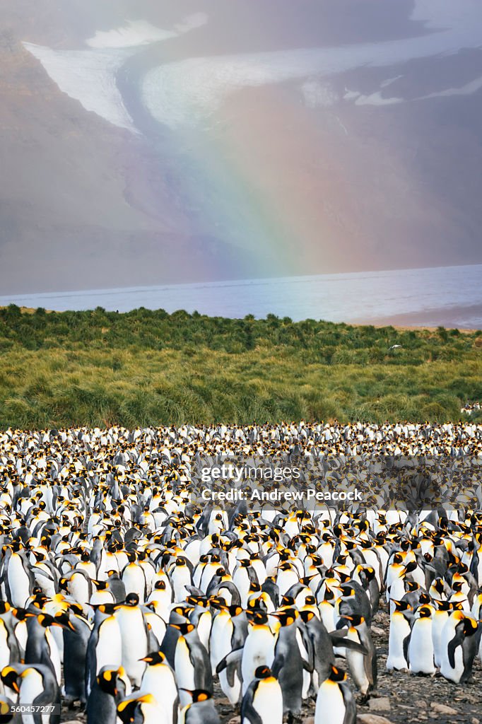 King Penguins, Salisbury Plain