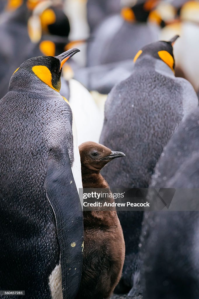 King Penguins and chick, Right Whale Bay