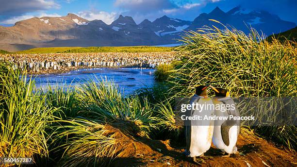 king penguin rookery, salisbury plain - salisbury plain stock pictures, royalty-free photos & images