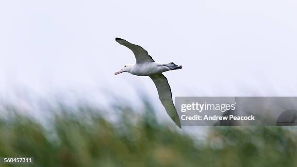 wandering albatross, prion island - wandering albatross stock pictures, royalty-free photos & images