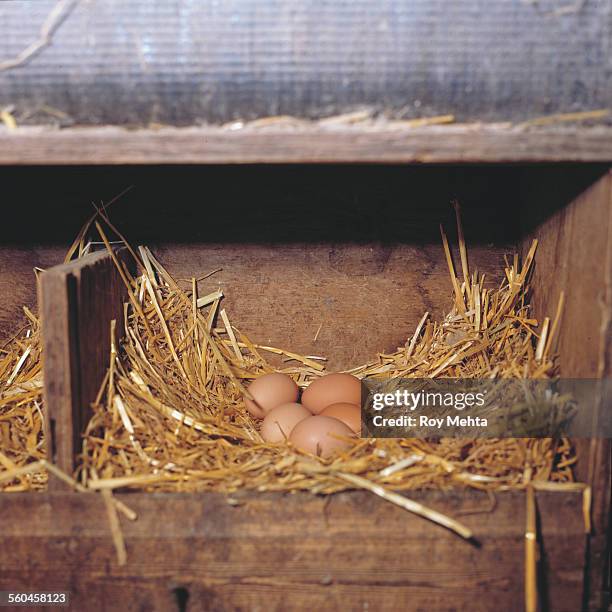 fresh eggs on organic farm - kippenhok stockfoto's en -beelden