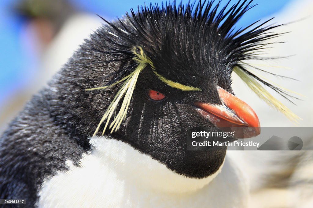 Southern Rockhopper Penguin, Falkland Islands