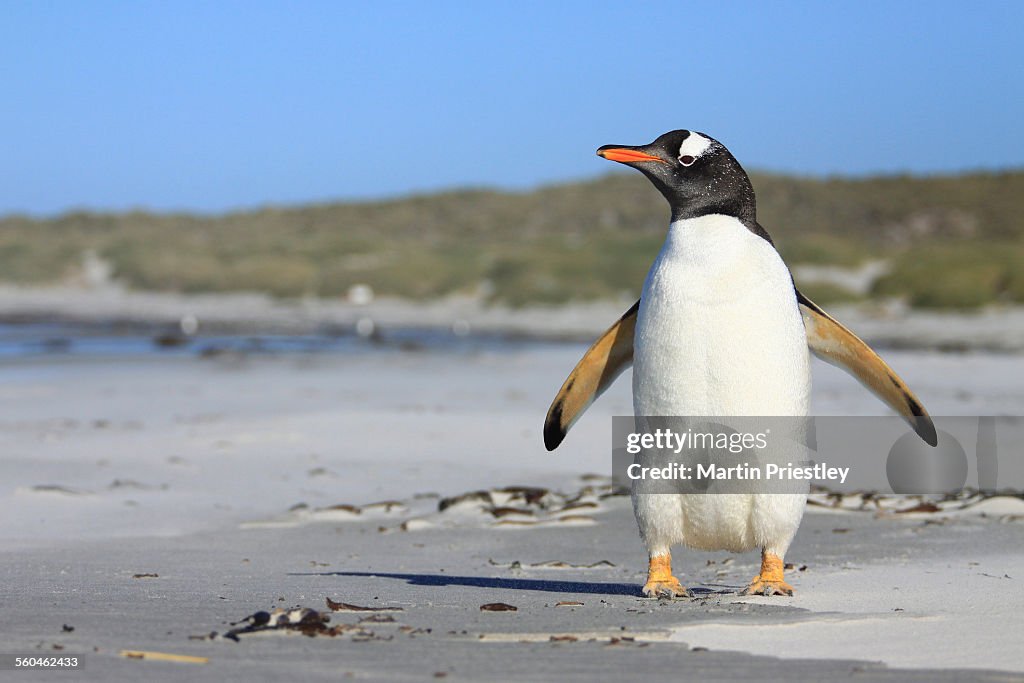 Gentoo Penguin, Falkland Islands