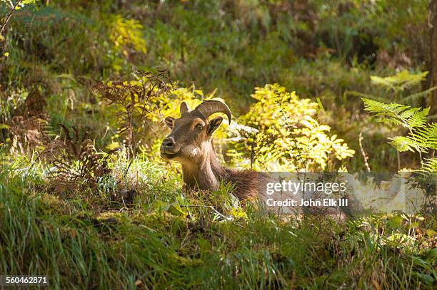 himalayan tahr - tahr stock pictures, royalty-free photos & images