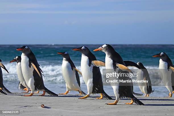 gentoo penguins, falkland islands - ilha dos leões marinhos ilhas malvinas imagens e fotografias de stock