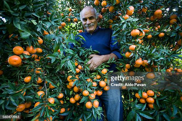 italy, caulonia, mandarin harvesting - orange orchard fotografías e imágenes de stock