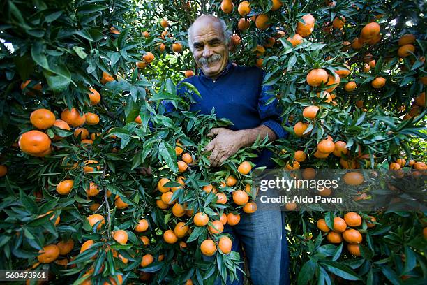 italy, caulonia, mandarin harvesting - orange orchard stock pictures, royalty-free photos & images