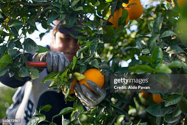 italy, caulonia, harvesting oranges - orange orchard fotografías e imágenes de stock