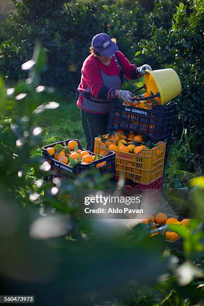 italy, caulonia, harvesting oranges - orange orchard fotografías e imágenes de stock