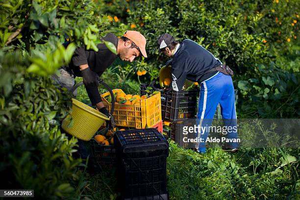 italy, caulonia, harvesting oranges - orange orchard bildbanksfoton och bilder