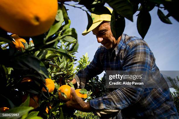 italy, caulonia, oranges harvesting - farm worker - fotografias e filmes do acervo