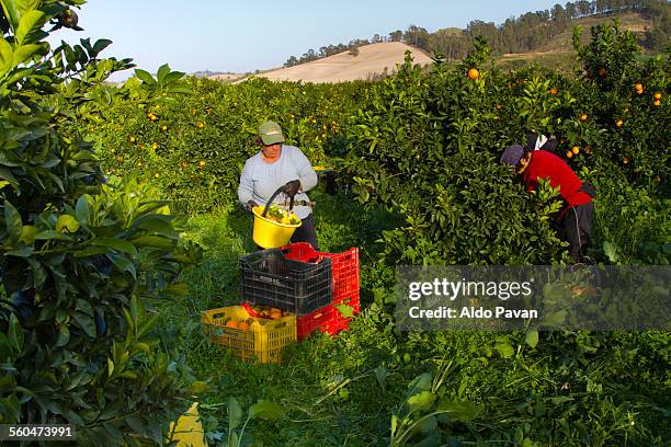 italy, caulonia, harvesting oranges - agricultural workers stock pictures, royalty-free photos & images