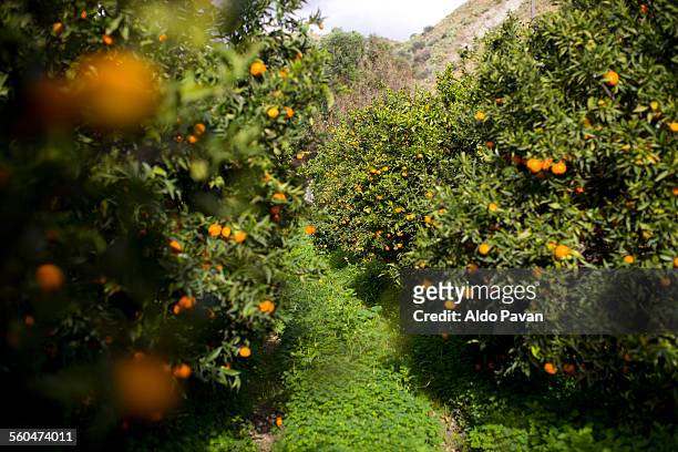 italy, caulonia, cultivation of mandarins - orange orchard stockfoto's en -beelden