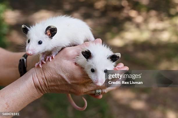 rare white young opossums - ミナミオポッサム ストックフォトと画像