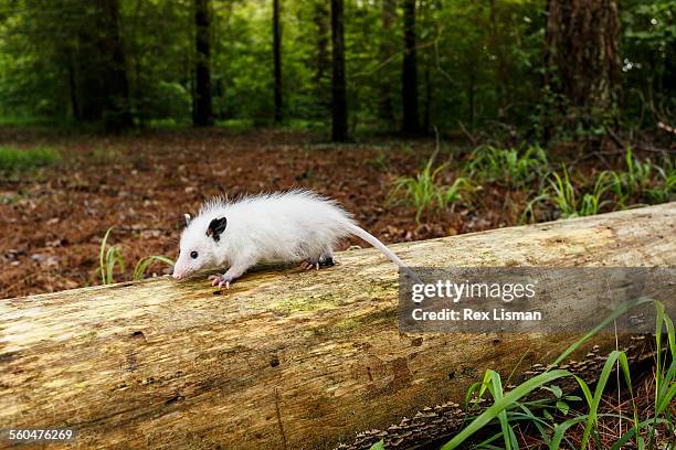young white opossum walking on a fallen tree trunk - ミナミオポッサム ストックフォトと画像