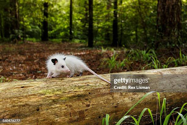 young white opossum walking on a fallen tree trunk - ミナミオポッサム ストックフォトと画像