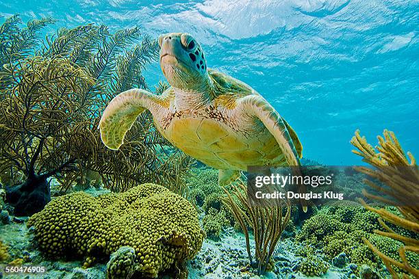 turtle garden - bonaire stock-fotos und bilder