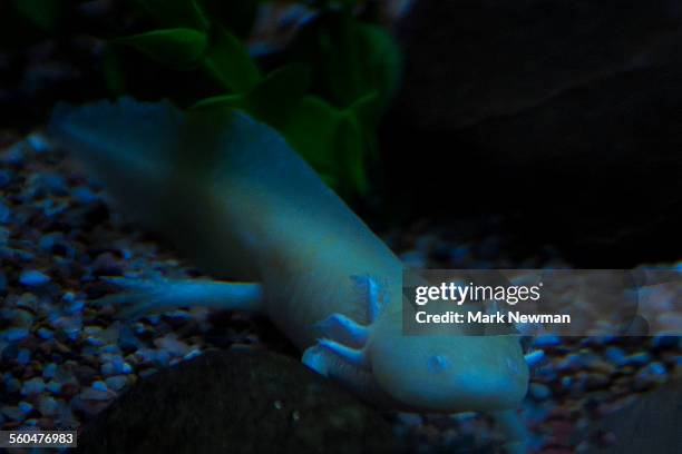 axolotl - axolotl stock pictures, royalty-free photos & images