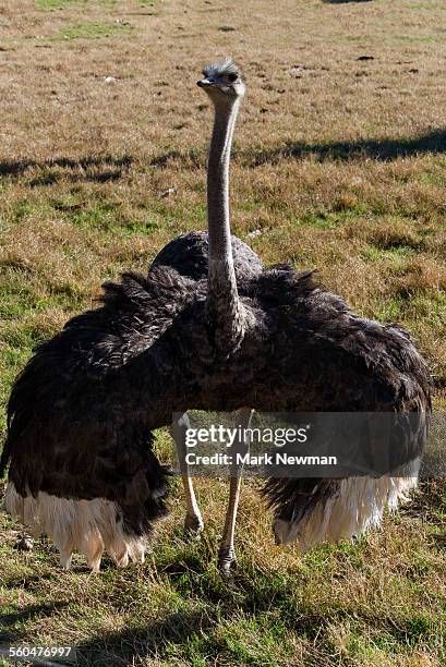 ostrich - ostrich stockfoto's en -beelden