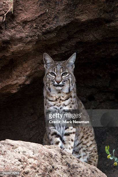 bobcat - wildcat animal stock pictures, royalty-free photos & images