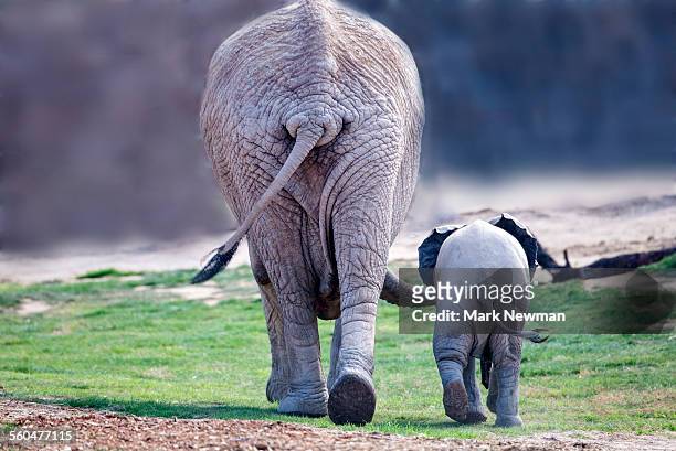 african elephant mother and baby - elephant calf stock-fotos und bilder