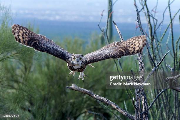 great horned owl - roofvogel stockfoto's en -beelden