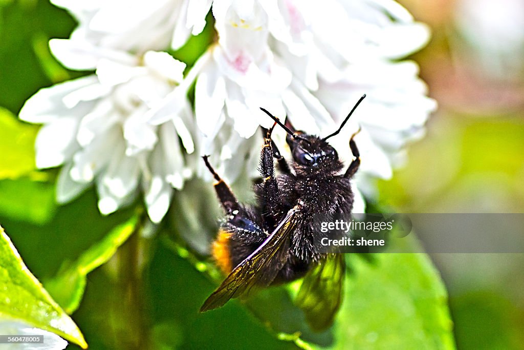 Bumblebee