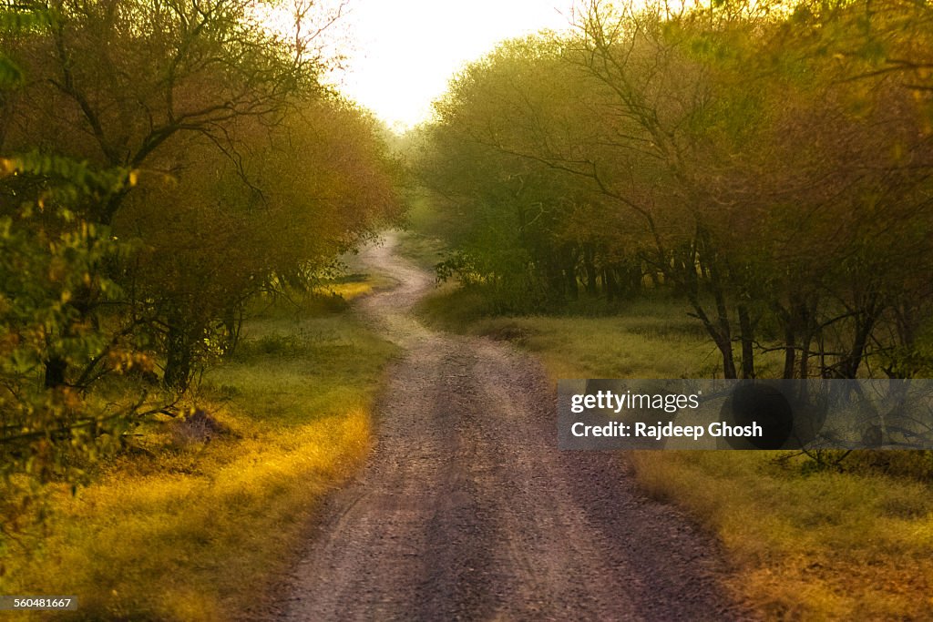 Road inside ranthambore jungle