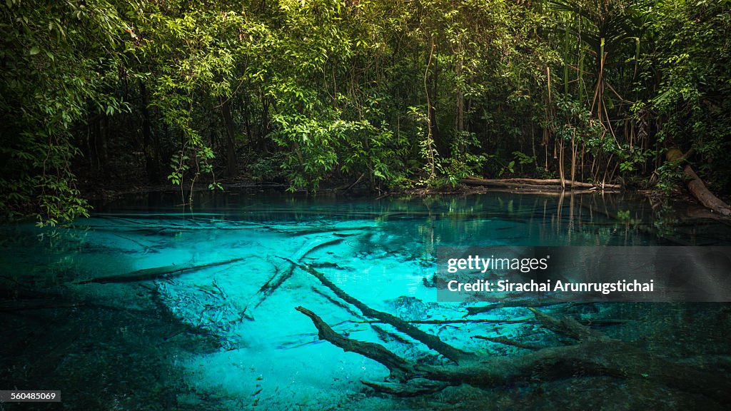 A blue pool in a rainforest