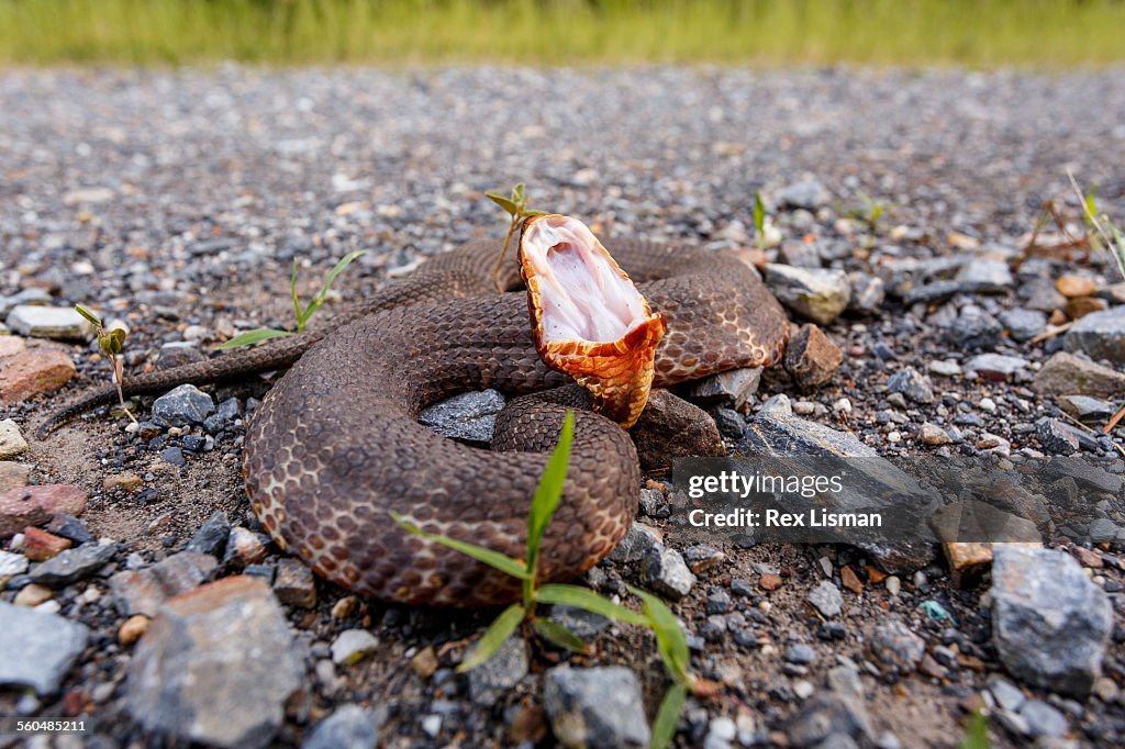 Western cottonmouth coiled up on a rural road