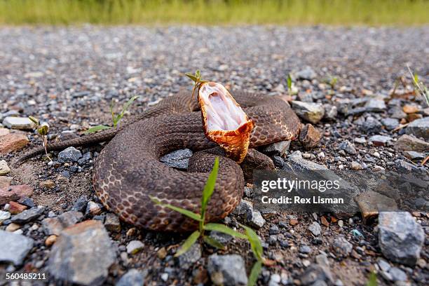 western cottonmouth coiled up on a rural road - cottonmouth snake stock pictures, royalty-free photos & images