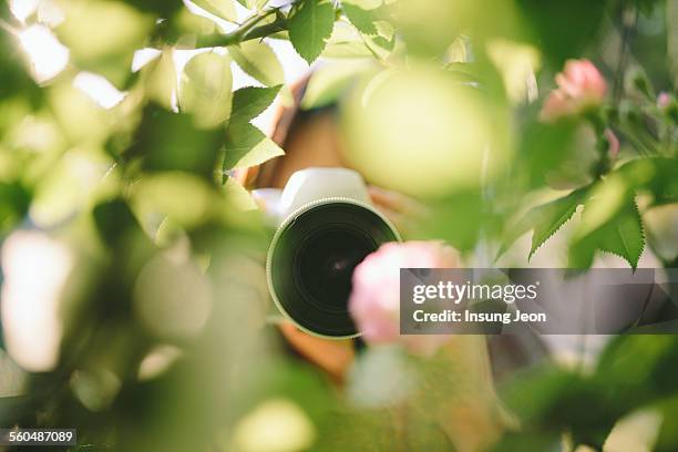 young woman taking picture in a park - nature photographer stock pictures, royalty-free photos & images