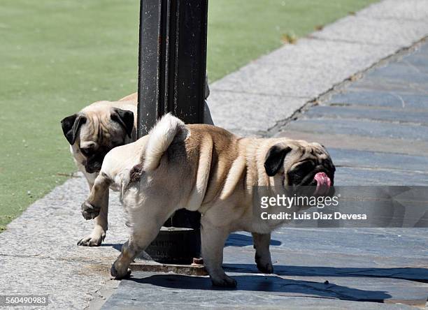 dog peeing on lamppost - street light stock pictures, royalty-free photos & images