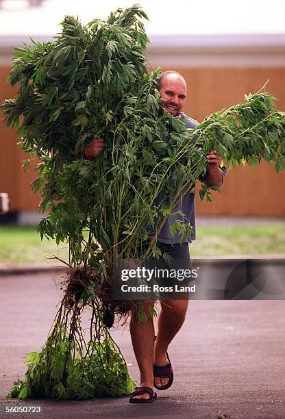 Snr Seargent Dave Ollernshaw of the Howick police, carries some of the 75 canabis plants siezed in a raid. The plants have an estimated street value...