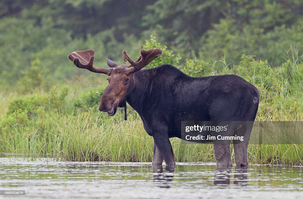 Bull moose in the marsh