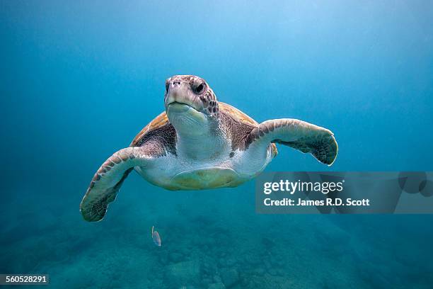 green sea turtle off canary islands - turtle stock pictures, royalty-free photos & images