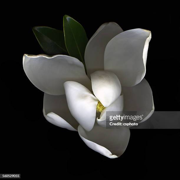 single white magnolia isolated on black background - magnolia stellata stockfoto's en -beelden