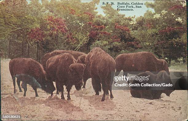 Small group of buffalo in Golden Gate Park, San Francisco, San Francisco, California, 1920.