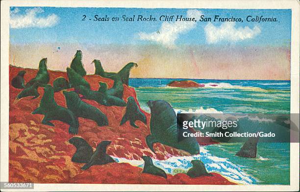 Seals, a small group of animals basking on the sea shore on Seal Rocks, Cliff House, San Francisco, San Francisco, California, 1920.