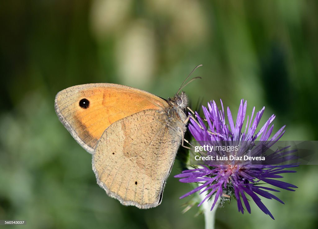 Meadow brown (Maniola jurtina)