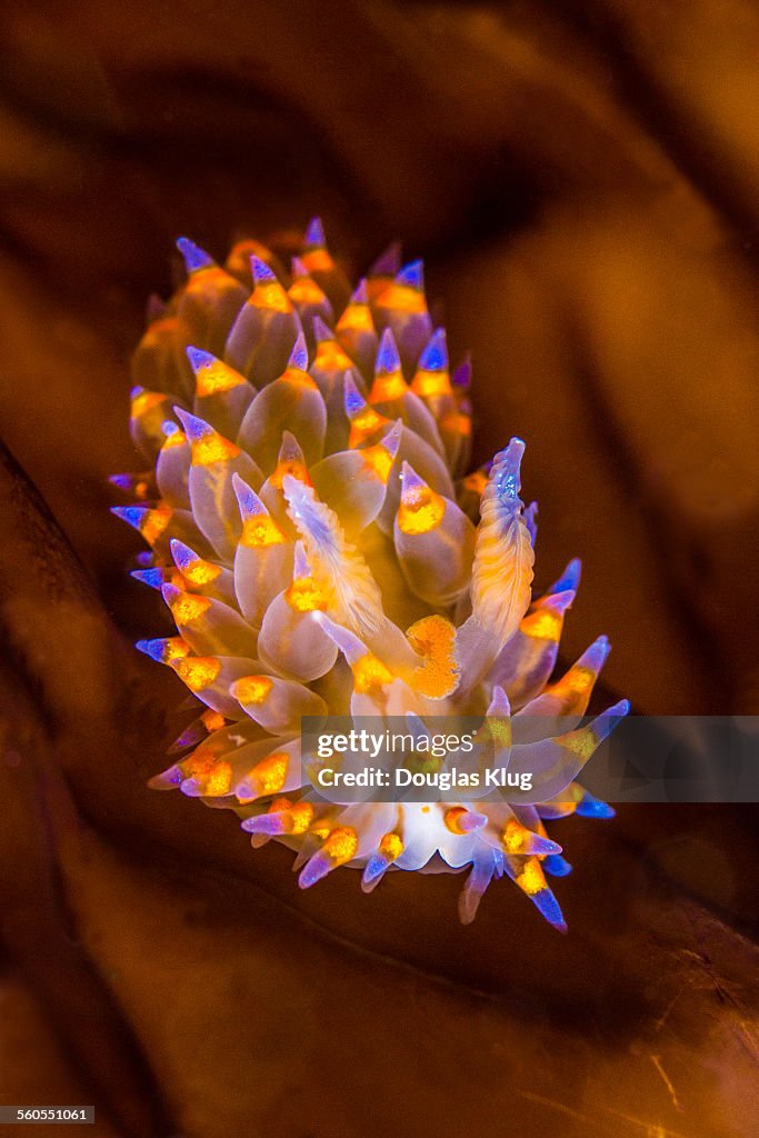 Glowing on the kelp