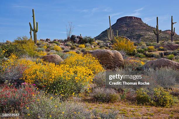 Spring In Desert 625 Spring In The Sonoran Desert Stock Photos, High-Res Pictures, and ...