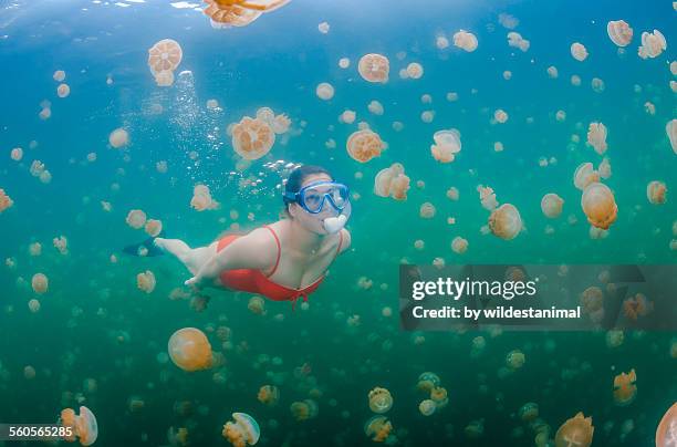 freediver and jellyfish - palau stockfoto's en -beelden