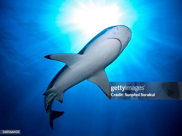 black tip reef shark (carcharhinus melanopterus) - blacktip reef shark foto e immagini stock